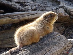 Tiergarten Schönbrunn am 23.03.2023